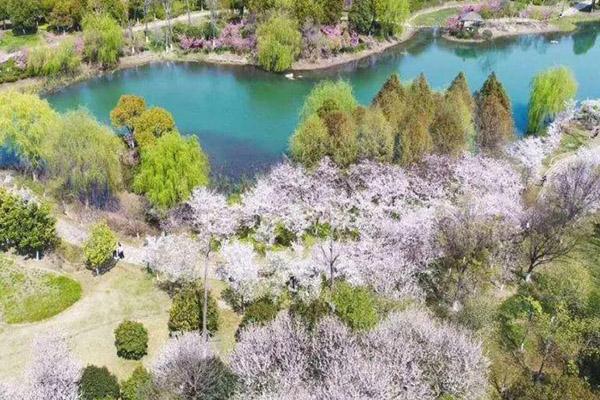 2021苏州阳澄湖半岛春季赏樱会举办时间-地点及门票