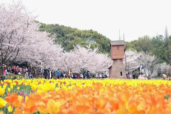 2021苏州阳澄湖半岛春季赏樱会举办时间-地点及门票