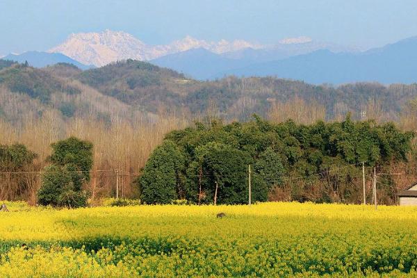 2021成皆金堂油菜花节时候-天面-勾抢先容