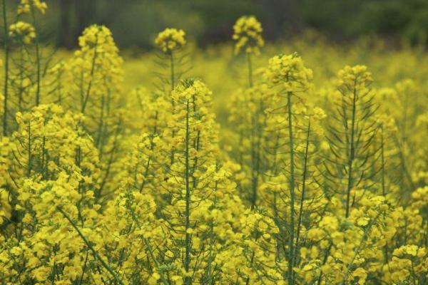 2021成皆金堂油菜花节时候-天面-勾抢先容