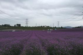 2021成都香薰山谷三八女神节免票时间 成都香薰山谷三八女神节优惠活动