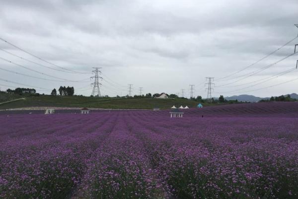 2021成都香薰山谷三八女神節免票時間 成都香薰山谷三八女神節優惠活動