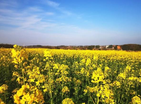 2022武汉江夏五里界油菜花开了吗?要门票吗?怎么走?