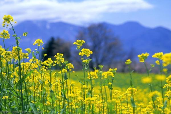 2022北京永宁油菜花几月份开 附没有雅赏指北