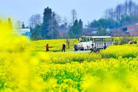 南京汤山油菜花在哪 汤山旅游景点推荐