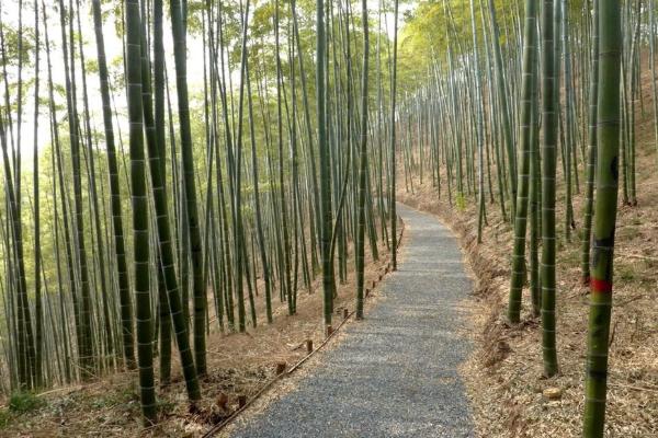 上海绿道徒步路线有哪些 上海绿道徒步路线推荐