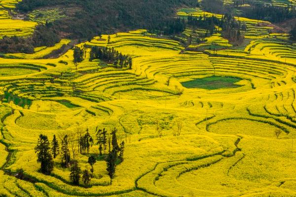 2021罗平油菜花最佳观景点