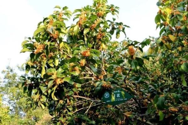 扬州赏花最佳地点 扬州春季赏花指南