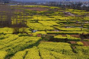 2022南京油菜花哪里开的好 南京油菜花观赏地