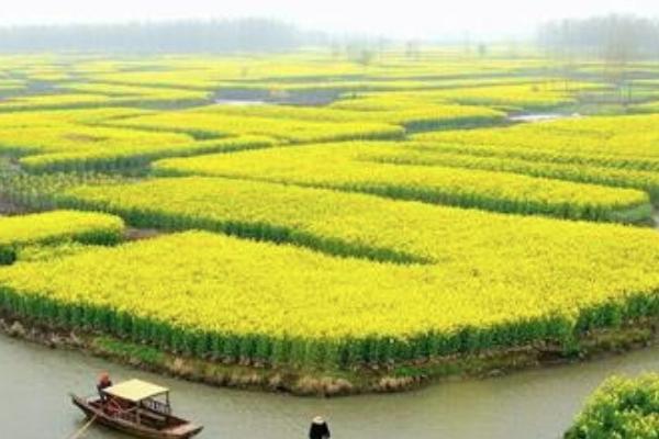 2022南京油菜花哪里开的好 南京油菜花观赏地