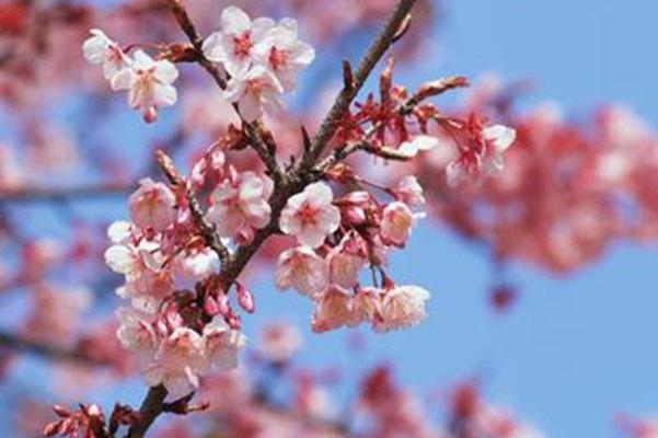 温州哪里可以赏桃花2021 温州赏桃花的地方