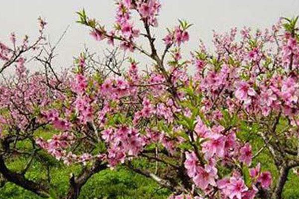 温州哪里可以赏桃花2021 温州赏桃花的地方