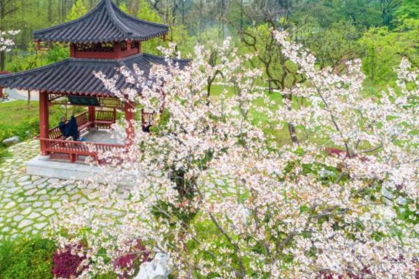 2022南京玄武湖樱花什么时候开 南京玄武湖最佳赏樱地点