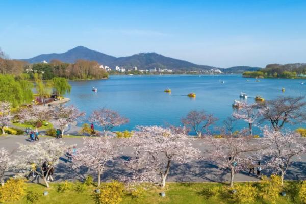2022南京玄武湖樱花什么时候开 南京玄武湖最佳赏樱地点