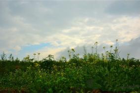 鴜鹭湖梯田花海地址-门票价格-景点信息