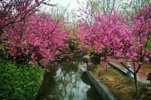 湖北春游地點推薦 來打卡春日暖陽下的生機湖北