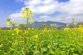 2022重庆秀山油菜花什么时候开 附油菜花观赏攻略