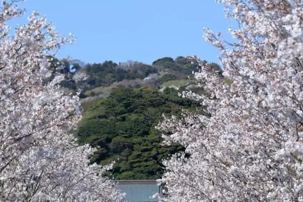 日本赏樱花的地方2021  日本镰仓赏樱好去处
