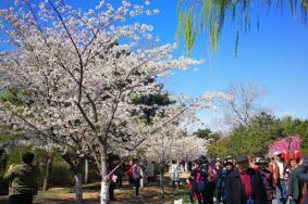 2021北京清明节去哪里玩比较好 北京清明节踏青好去处