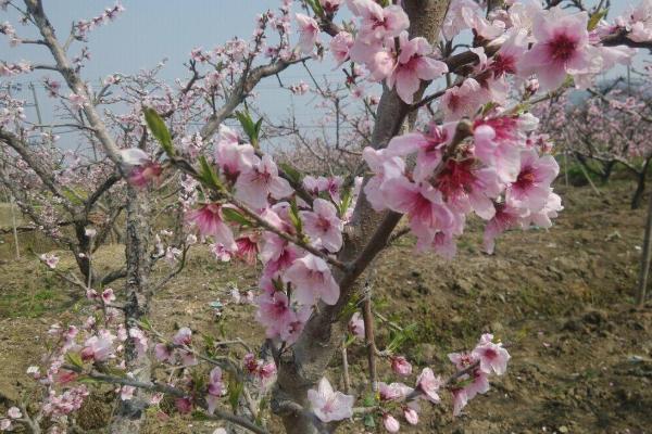 2021无锡桃花节几月几日 无锡桃花节在哪里