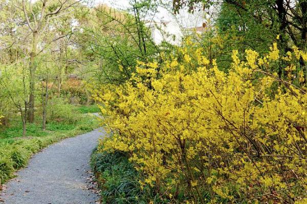 邯鄲賞花去哪里 邯鄲賞花好去處2021