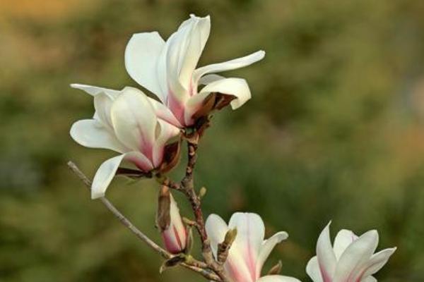 邯鄲賞花去哪里 邯鄲賞花好去處2021