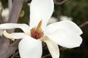 2021西安植物园玉兰花节攻略-时间及门票