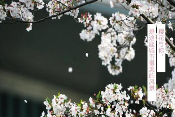 2021杭州大屋顶樱花季时间地点及门票