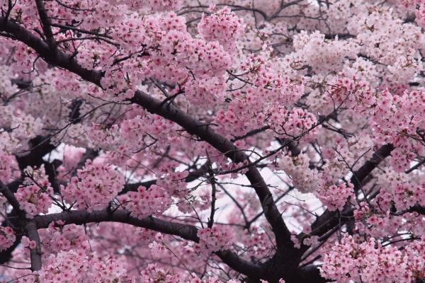 上海樱花节2021最佳观赏时间 上海樱花节什么时候
