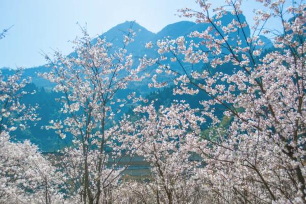 宜昌樱花谷风景区在哪里 2022宜昌赏樱花的地点推荐