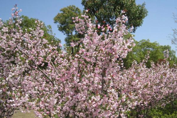 2021上海樱花节赏花天面 五大年夜赏樱区保举