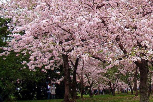 2021上海樱花节赏花地点 五大赏樱区推荐