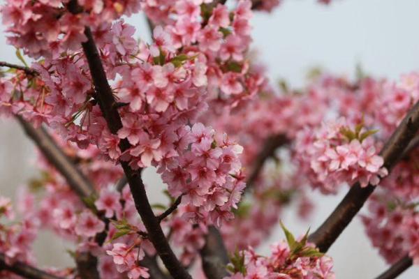 2021上海樱花节赏花地点 五大赏樱区推荐