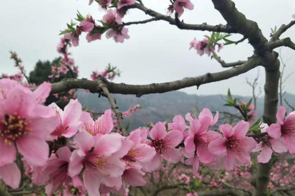 2021成都桃花故里桃花开了吗 桃花故里赏花路线推荐