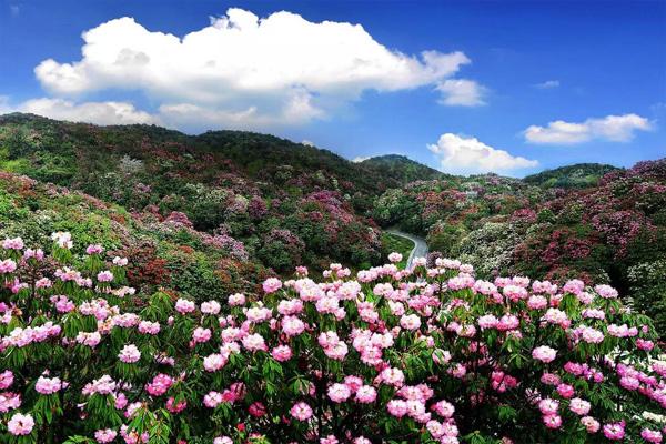 景区地址:贵州省毕节市大方县普底彝族苗族白族乡中国百里杜鹃风景