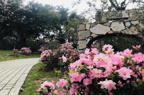 2021福州琴亭湖公园杜鹃花艺术节活动有哪些 附交通指南