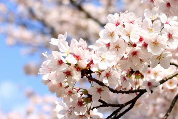 2021无锡鼋头渚樱花节活动有哪些 鼋头渚樱花节活动亮点