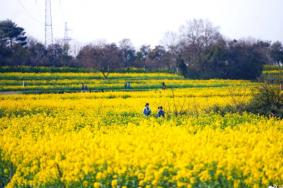 南京市内油菜花观