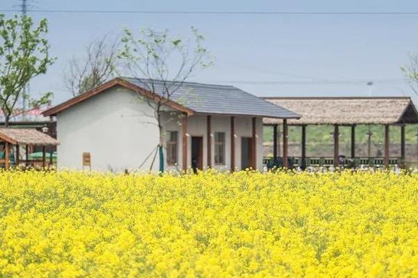 南京市內(nèi)油菜花觀賞地點匯總