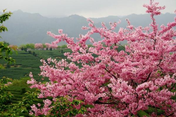 2021廈門賞花好去處 廈門賞花地點推薦