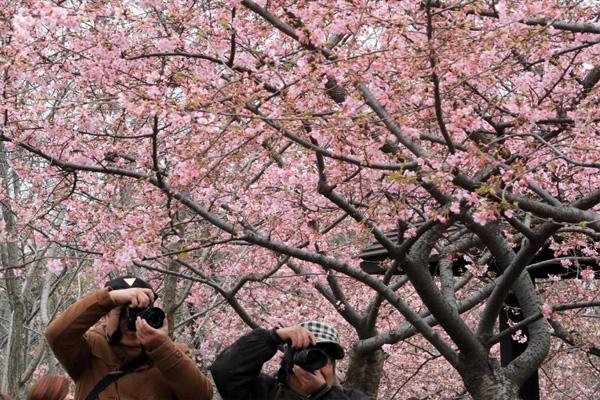 2021上海樱花节什么时候开始 附交通指南