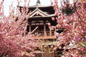 2021西安青龙寺赏樱门票预约 青龙寺樱花节举办时间