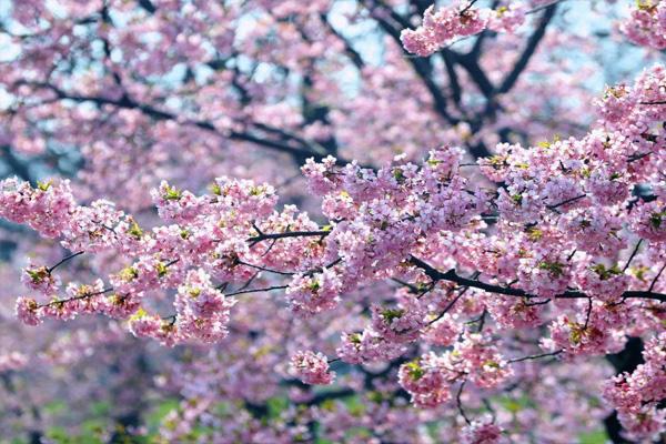 2021上海樱花节什么时候开始 附交通指南