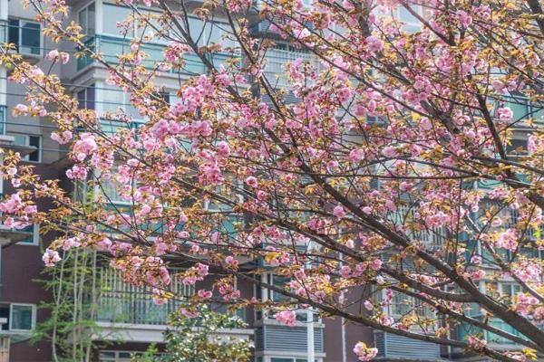 2021成都青白江樱花节是什么时候 及樱花节观赏路线