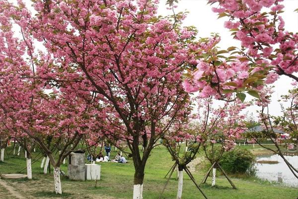 2021成都青白江樱花节是什么时候 及樱花节观赏路线