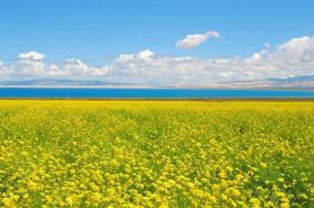 2024青海湖油菜花什么季节开 最佳观赏地点在哪里