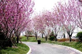 2022天津赏樱花的地方有哪些 天津赏樱攻略