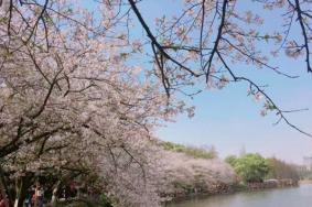 长沙春游最适合去的地方 长沙春游踏青好去处2021