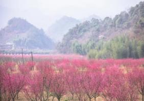 天子地樱花岭游玩攻略 桐庐天子地樱花岭最佳观赏时间