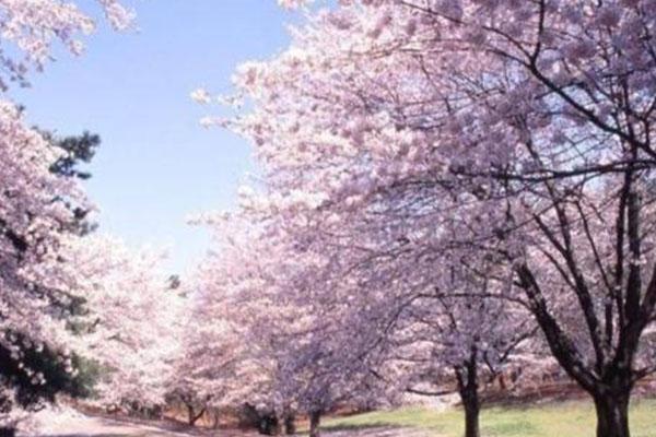 2022青岛中山公园樱花观赏攻略 附观赏时间、地点及门票介绍